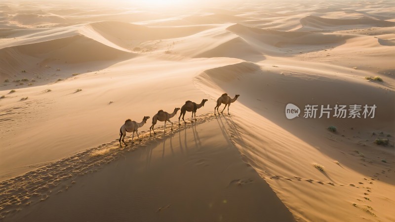 沙漠骆驼行商 西域风情敦煌