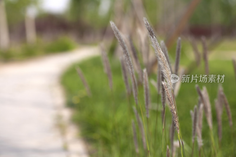 芦花草在户外