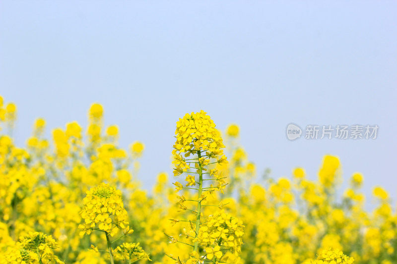 蓝色自然背景中的油菜花