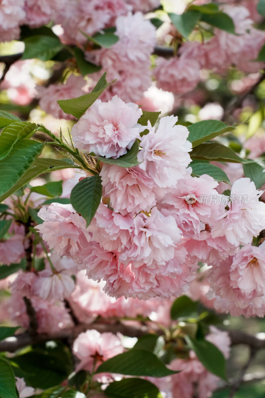 北京朝阳公园樱花