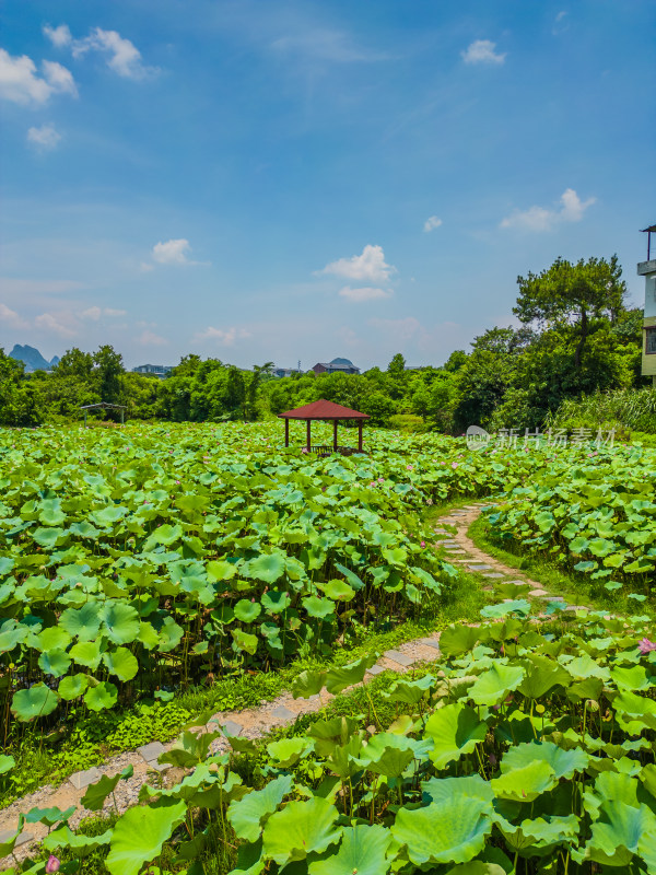 桂林的夏季荷塘风光