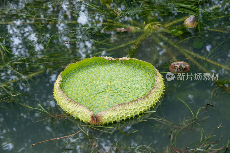 武汉植物园里的王莲