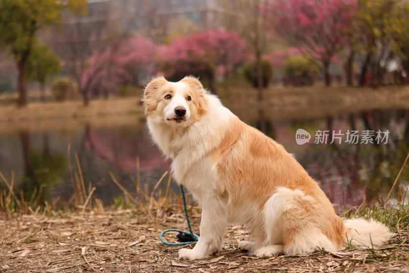 坐在湖边梅花树下的边境牧羊犬