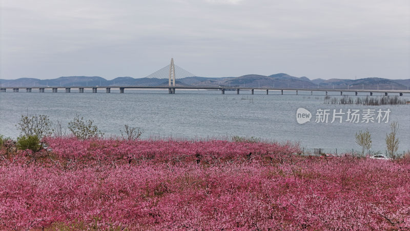 东江大桥和桃花