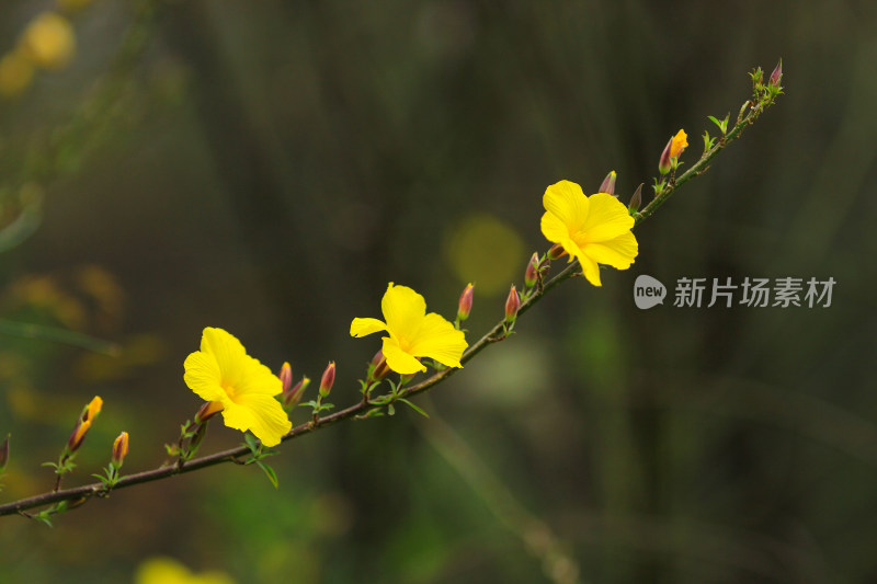 石海椒花