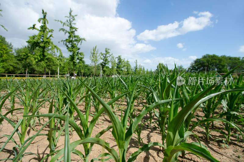 夏季农田干旱的玉米地卷曲叶子