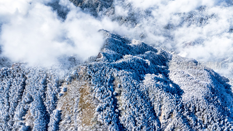 冬季成都西岭雪山的植被植物