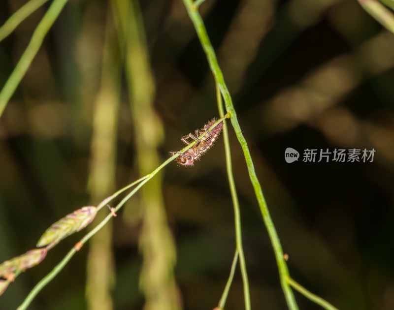 微距下的鞍背刺蛾幼虫