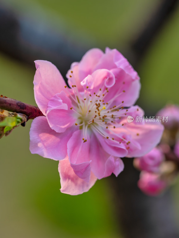 春天的桃花开花特写