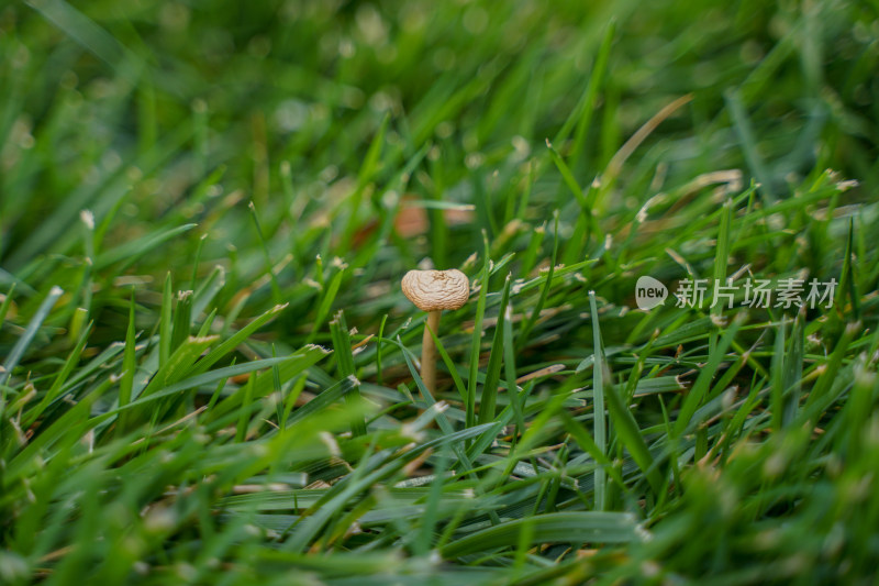 雨后草丛中的蘑菇