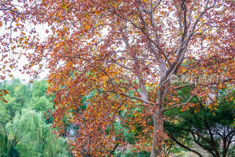 南京钟山风景名胜区明孝陵风景