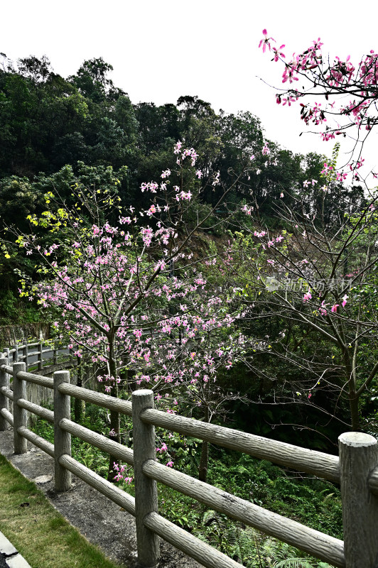 粉红色木棉花盛开景观