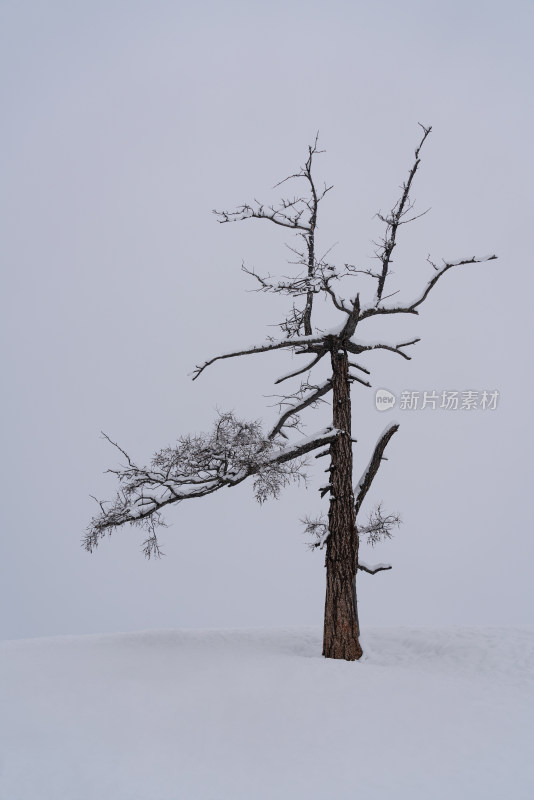 新疆白哈巴雪地里孤独的树