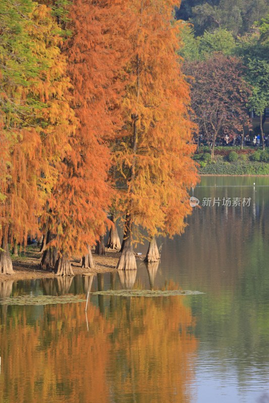 水边色彩斑斓的红杉树美景