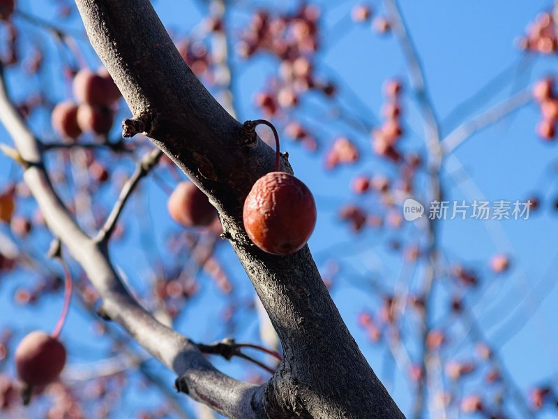 冬日红果挂枝头海棠果蓝天背景图朋友去壁纸