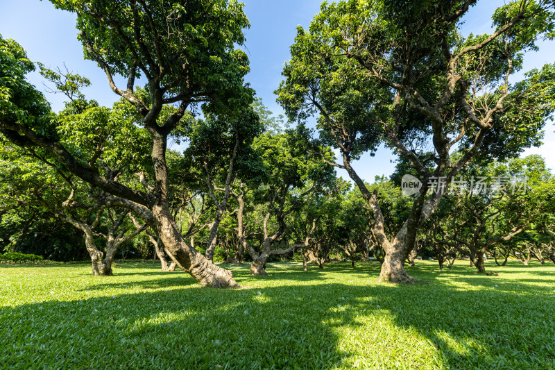 荔枝林、荔枝树