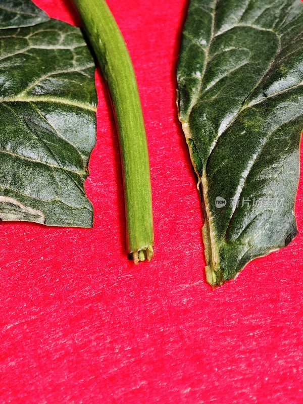 新鲜菠菜叶特写