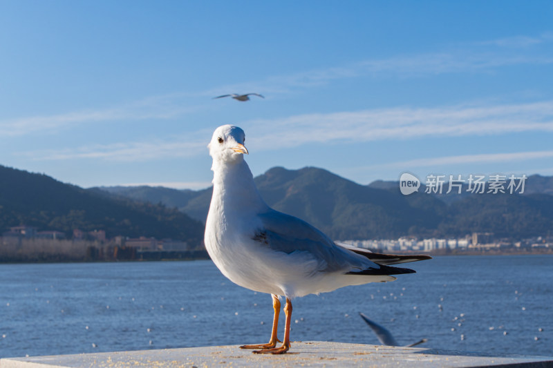 云南昆明滇池的红嘴海鸥