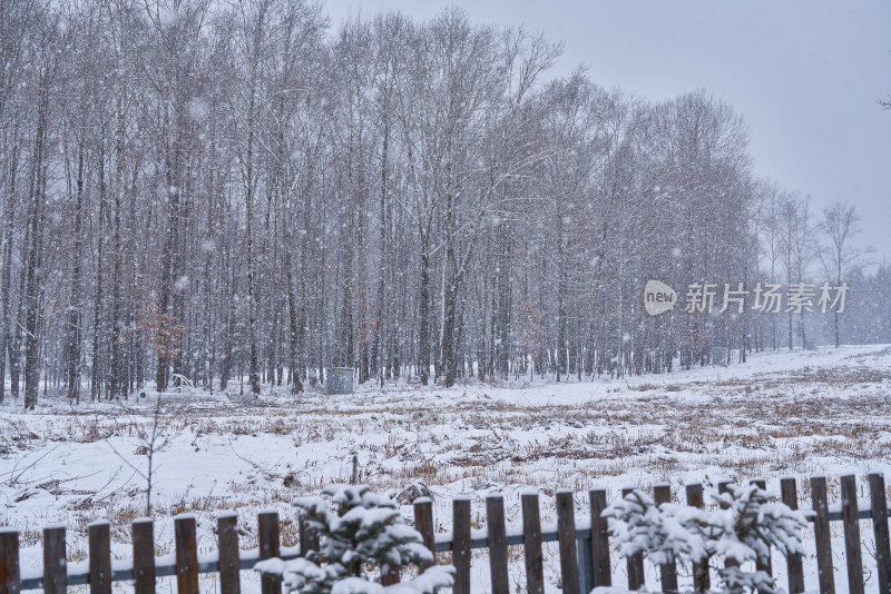 雪中的森林