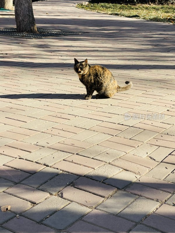 公园流浪猫玳瑁色狸花猫野猫