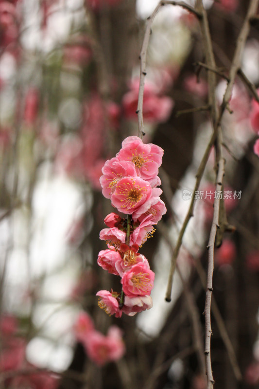 春天粉色的梅花和雨滴