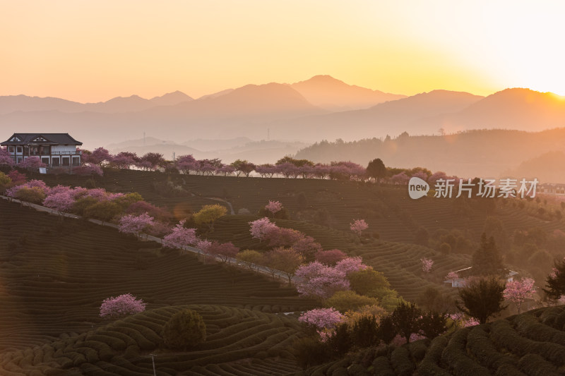 龙岩永福台品樱花茶园