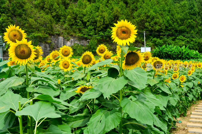 美丽田野田园太阳花葵花花朵向日葵航拍