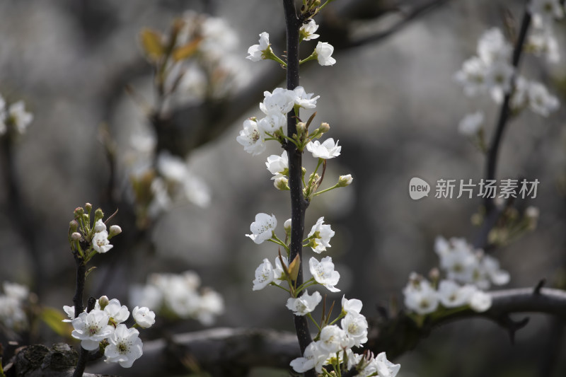 春天梨果园梨花盛开梨花枝头春意盎然