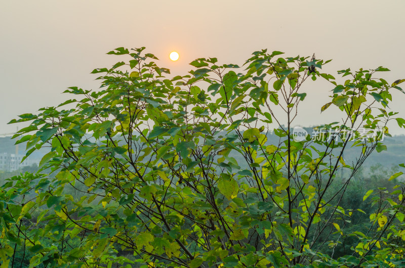 夕阳下的树枝