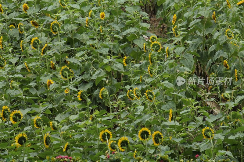 大片向日葵花田绿叶黄花生机勃勃