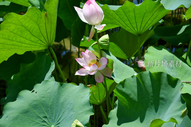 荷花，优雅绽放于碧绿荷叶间