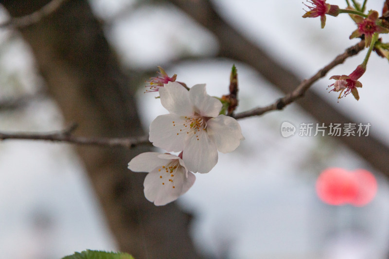 杭州钱塘江樱花大道花朵娇艳