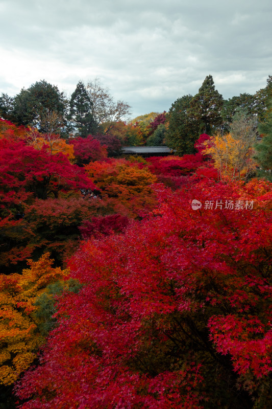 寺庙 枫叶 日式 秋天 京都