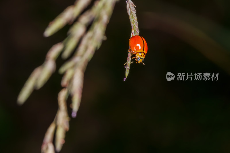 黑色背景下植物上瓢虫的特写镜头