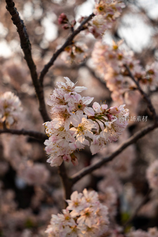 特写盛开的粉色樱花