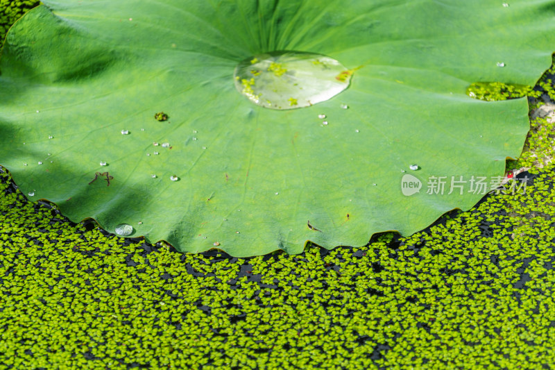 荷叶上的水珠