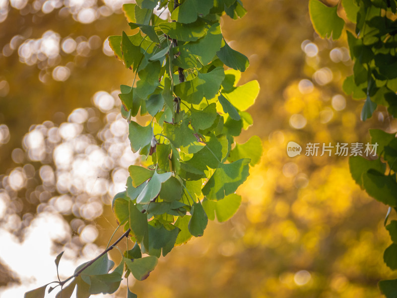 秋天树上的银杏叶的特写镜头