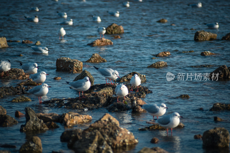 青岛海边的海鸥风光