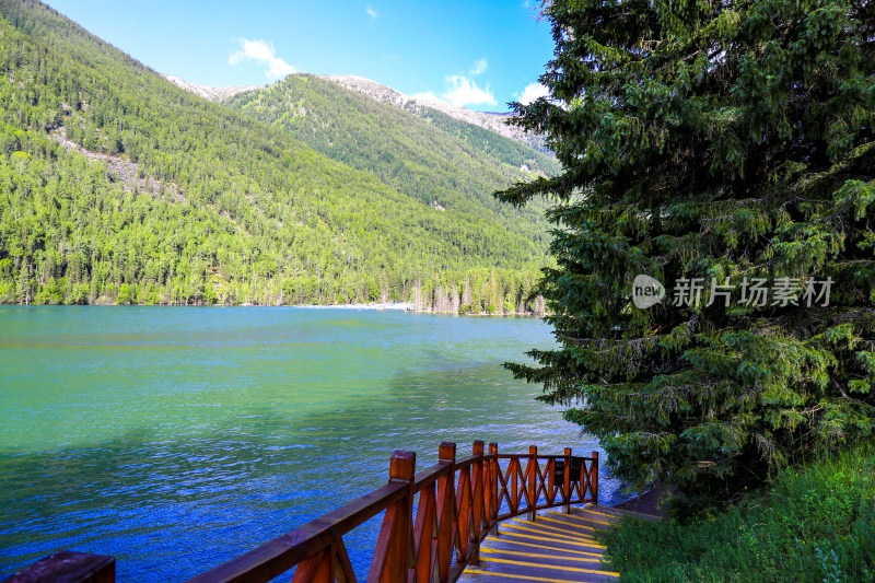 新疆阿勒泰喀纳斯森林河流自然风景旅游