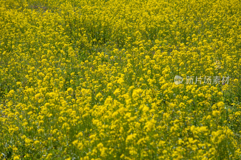 春天野外金灿灿的油菜花田金黄色花海