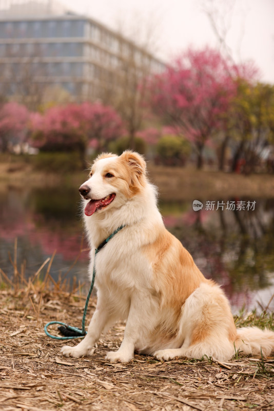 坐在湖边梅花树下的边境牧羊犬