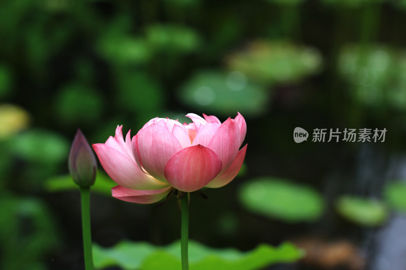 夏日池塘中的荷花