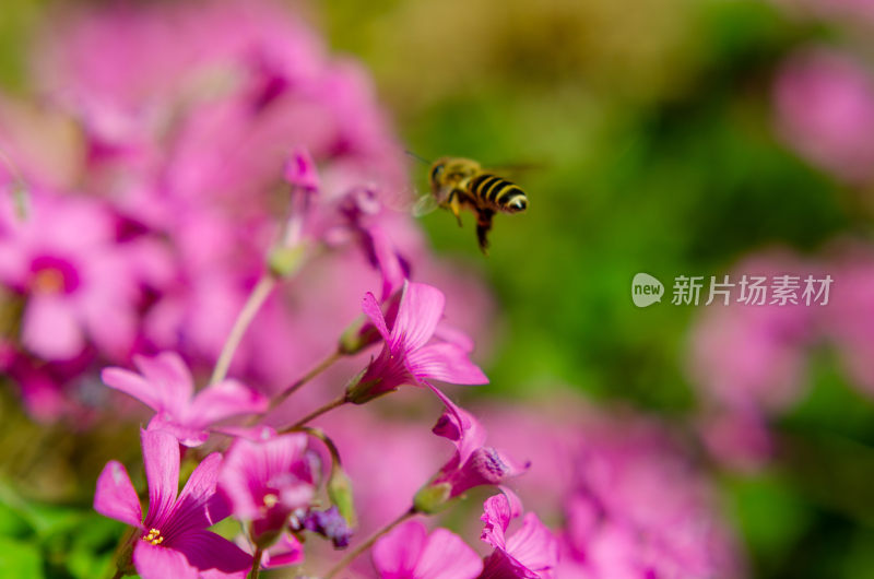 蜜蜂在粉色花朵间飞舞