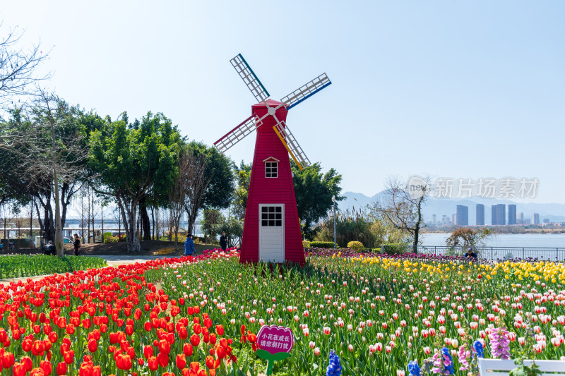 大片郁金香花海景观