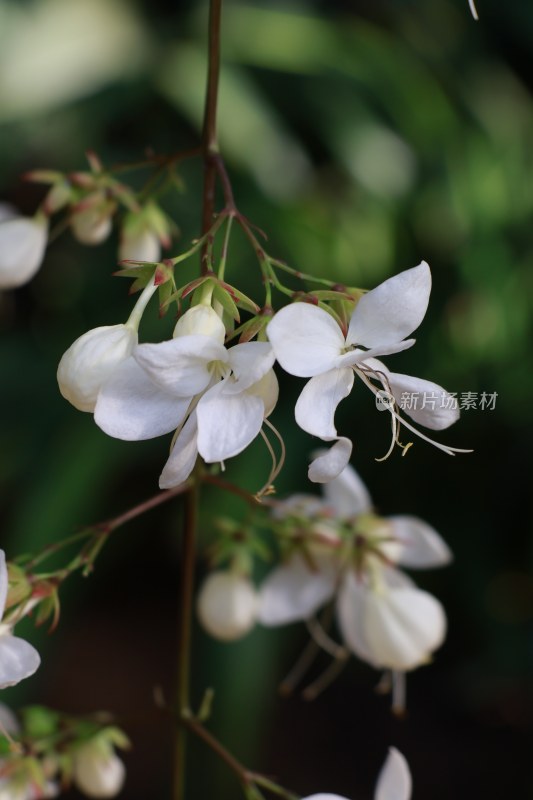 花朵随拍