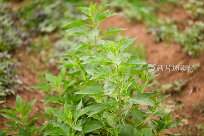 野生的菊芋