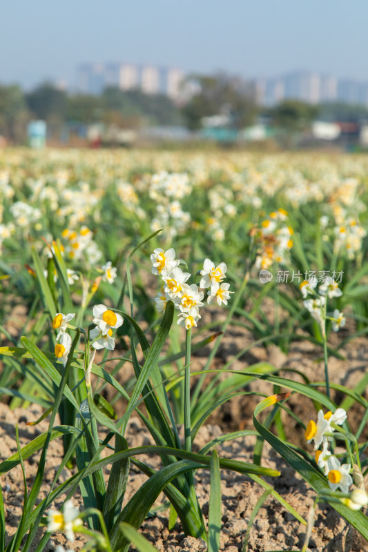 漳州水仙花种植基地里的水仙花特写