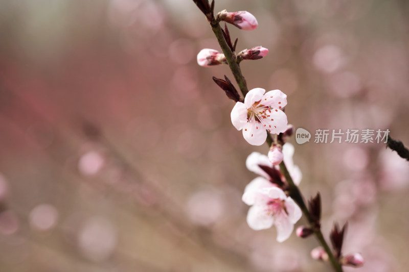 公园里的野桃花特写