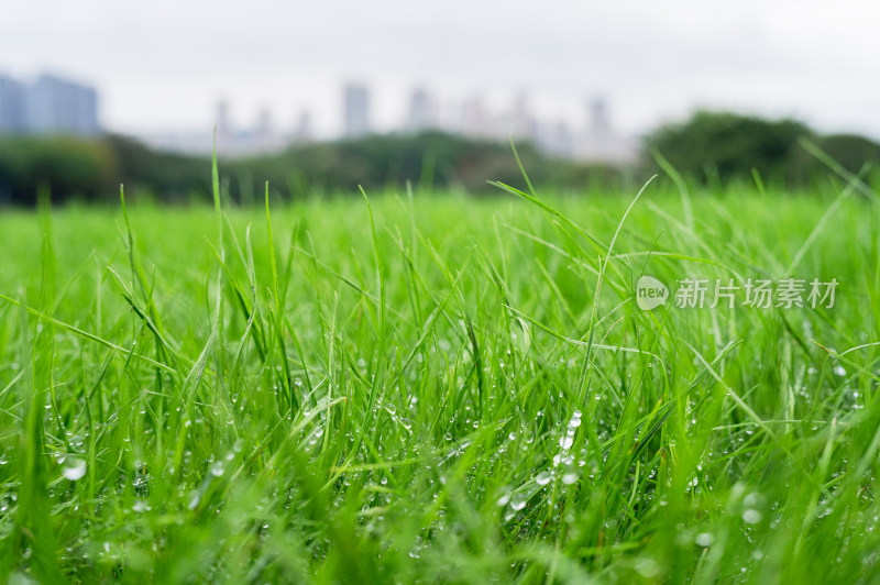 草坪上晶莹剔透的露珠与远处的城市景观