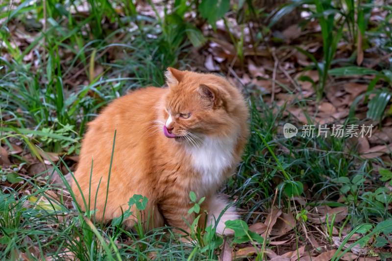 镜头中的橘猫特写